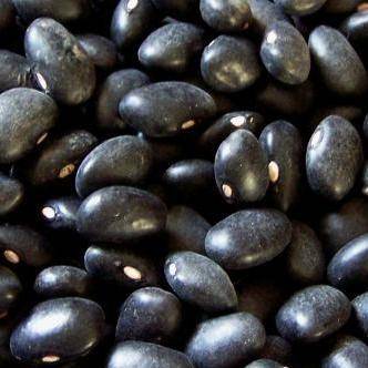 Black Turtle Dry Bean Seeds - Phaseolus vulgaris - Vegetable Seeds