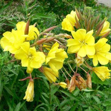 Oenothera hookeri Seeds - Tall Evening Primrose, Hooker's Evening Primrose Perennial Seeds