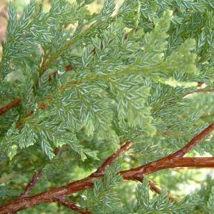 Austrocedrus chilensis Seeds, Chilean Cedar, Chilean Incense Cedar - Evergreen Exotic Tree Seeds