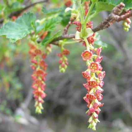 20 Ribes magellanicum Seeds - Magellanic Currant - Edible Fruit Shrub - Bulk