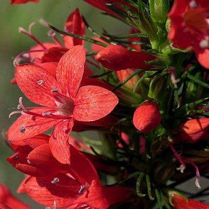 10 Sky Rocket, Standing Cypress Seeds - Ipomopsis rubra Seeds - Annual Biennial Perennial