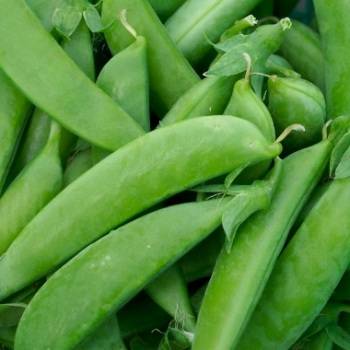 10 Thomas Laxton Bush Pea Seeds - Pisum sativum - Vegetable Seeds