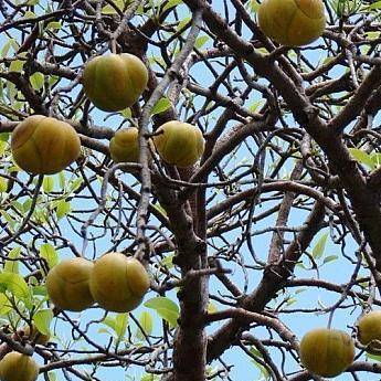 Elephant Apple Seeds - Dillenia speciosa Seeds - Edible Fruit Tree Seeds