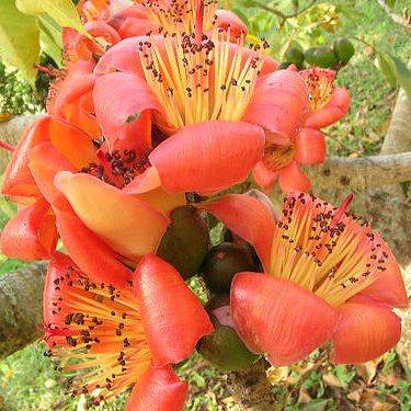 20 Bombax ceiba Seeds, Red Cotton Tree, Silk Cotton Tree, Indian Kapok - Deciduous Bulk Tree Seeds
