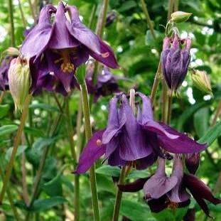 250 Aquilegia oxysepala Seeds - Oriental Columbine - Bulk Perennial Seeds