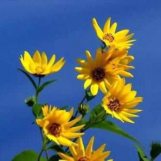 300 Maximilian's Sunflower Seeds - Helianthus maximiliana Seeds - Bulk Perennial Seeds