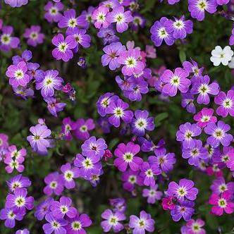 10 Virginia Stocks Seeds - Malcolmia maritima Seeds - Annual Flower Seeds
