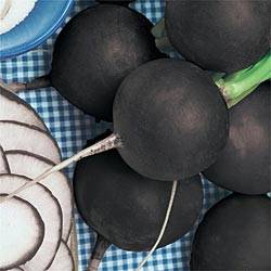 150 Radish Round Black Spanish Seeds - Raphanus sativus Seeds - Bulk Heirloom Vegetable Seeds