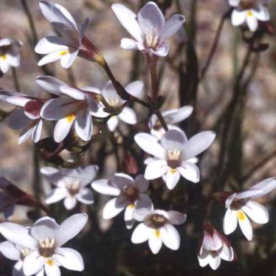 Freesia sparrmanii Seeds - Indigenous South African Bulbs Seeds