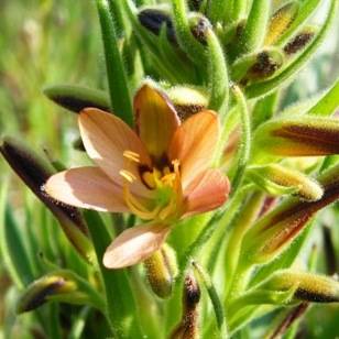 Wachendorfia multiflora Seeds - Sow Autumn - Indigenous South African Bulbs Seeds