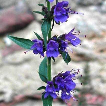 20 Hyssop Seeds - Hyssopus officinalis - Culinary Medicinal Herbs