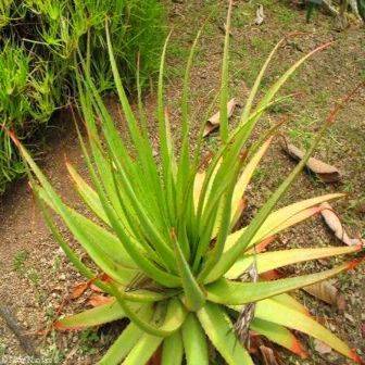 Aloe pretoriensis Seeds - Indigenous South African Succulent Seeds To Buy in South Africa