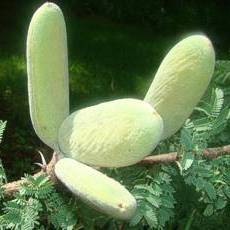 Acacia hebeclada ssp. tristis Candle Thorn; Trassiedoring Shrub Seeds Indigenous to South Africa