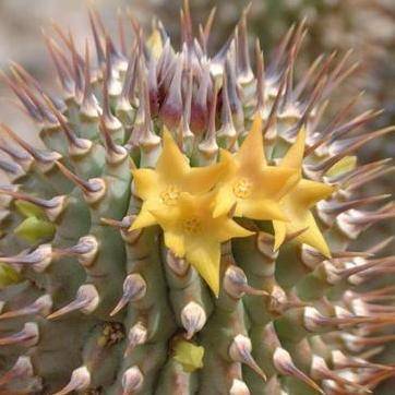 4 Hoodia alstonii Seeds - Indigenous South African Succulent Seeds to Buy From South Africa