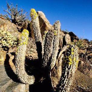 5 Hoodia alstonii Seeds - Rare Indigenous Medicinal Succulent - Combined Worldwide Delivery