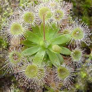 Carnivorous Plant Seeds - Drosera pulchella - Australian Insectivorous Sundew