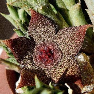 Orbea cooperi Seeds - Buy Seeds for Indigenous South African Succulents + FREE SEEDS