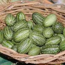 5 Zehneria scabra Seeds - Creeping Wild Cucumber - Indigenous Creeper Vine Succulent Caudiciform