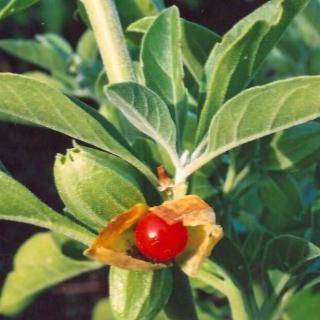 5 Withania somnifera Seeds -  Indian ginseng, Winter cherry - Medicinal Psychoactive Fruit Frost