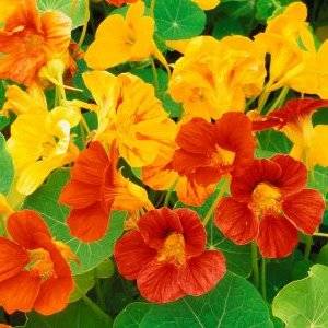 20 Nasturtium, Garden Nasturtium, Indian Cress Seeds - Tropaeolum majus Seeds - Edible Annual