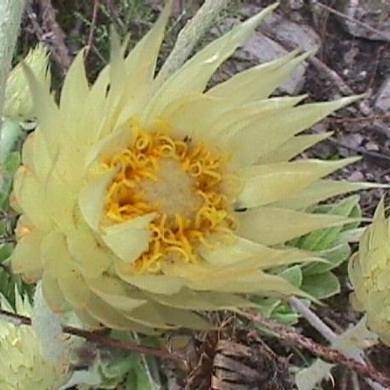 5 Everlastings - Syncarpha speciosissima Seeds - Sow Autumn - Indigenous Perennial