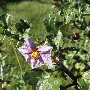 5 Solanum linnaeanum Seeds - Devil`s Apple or Apple of Sodom - Indigenous to South Africa