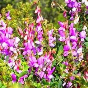 Sphenostylis angustifolia Seeds - Indigenous South African Perennial + GET FREE SEEDS