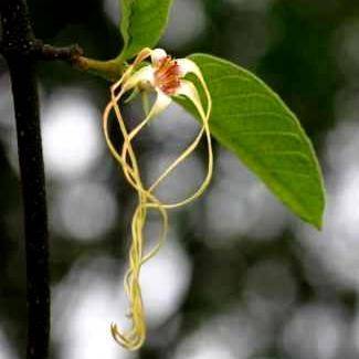 5 Strophanthus kombe Tree Seeds - Indigenous South African Arrow Poison Tree
