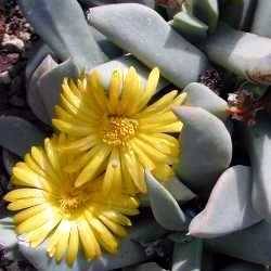 Schwantesia herrei Seeds - Indigenous South African Succulent Seeds For Sale From Africa