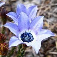10 Roella triflora Seeds - Buy Seeds From Africa for Indigenous South African Perennials