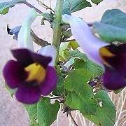 5 Rogeria adenophylla Seeds + FREE SEEDS - Indigenous South African Perennial - Worldwide Shipping