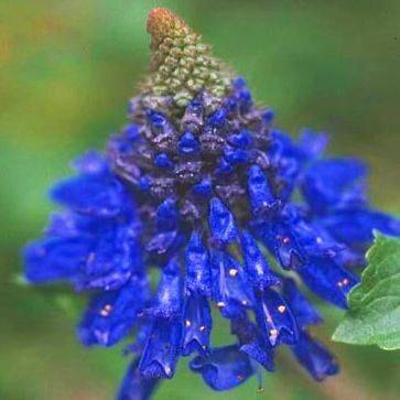 10 Pycnostachys urticifolia Seeds - Indigenous Perennial Seeds From Africa to S Africa and Worlwide