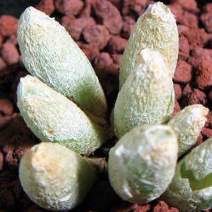 20 Oophytum oviforme Seeds - Indigenous South African Native Succulent Seeds - Worldwide Shipping