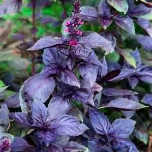 10 Sweet Basil "Dark Opal" Seeds - Ocimum basilicum ~ Culinary and Medicinal Herb Seeds