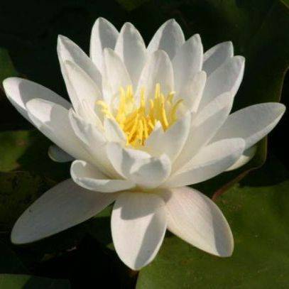 Nymphaea alba Seeds - White Water Lily Seeds + Get FREE Seeds with ALL orders - Psychoactive