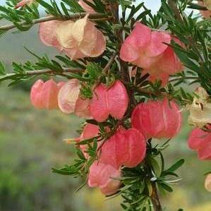 Nymania capensis Seeds - Chinese lanterns; Klapperbos - Indigenous Shrub
