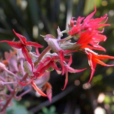 Melianthus villosus Seeds - Honey Bush - Indigenous - South African Native Shrub Seeds