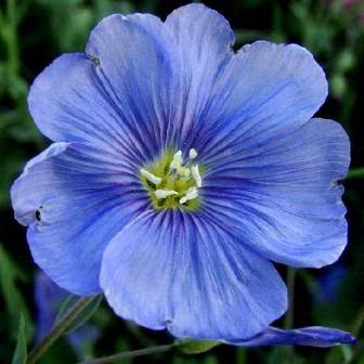 Linum perenne Seeds - Blue Flax Seeds + Get FREE seeds! - Sow All Year - Perennial Seeds