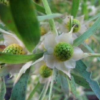 10 Leucadendron salicifolium Seeds - Protea Family - Indigenous Shrub Plant Native to South Africa