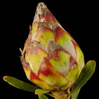 5 Leucadendron rubrum Seeds - Spinning Top Conebush - Protea Family - Indigenous