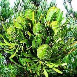 5 Leucadendron platyspermum Seeds - Protea Family - Indigenous Shrub Native to South Africa