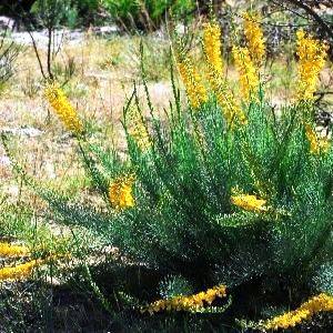Lebeckia sepiaria Seeds - Ganna - South African Native Shrub Seeds - Indigenous