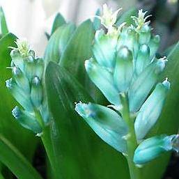 Lachenalia viridiflora Indigenous South African Native Perennial Bulb Seeds - Worldwide Shipping