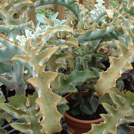 10 Kalanchoe beharensis Seeds or Elephant's Ear Kalanchoe - Indigenous Succulents