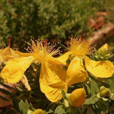 20 Hypericum revolutum Shrub Seeds ~ Curry Bush Seeds - Indigenous - Countrywide Delivery