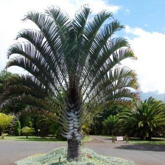 5 Dypsis decaryi Neodypsis decaryi Triangle Palm, Three Sided Palm Tree Seeds - Exotic Frost Hardy
