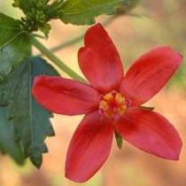 5 Hibiscus praeteritus Seeds - Indigenous South African Shrub Seeds - Worldwide Shipping