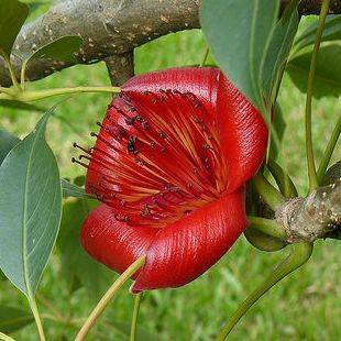 5 Bombax ceiba Seeds, Red Cotton Tree, Silk Cotton Tree, Indian Kapok - Deciduous Exotic Tree Seeds