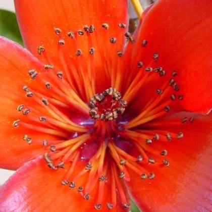 Bombax ceiba Seeds, Red Cotton Tree, Silk Cotton Tree, Indian Kapok - Deciduous Exotic Tree Seeds