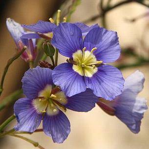 Heliophila coronopifolia Seeds - Indigenous South African Annual Seeds For Sale in South Africa